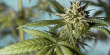 Descubre algunas variedades de CBD y los usos que tiene en la práctica deportiva